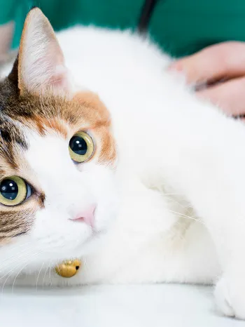 A cat on an exam table being checked by a veterinarian.