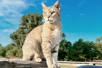 Felicia the farm cat sits on a fence post at Black Beauty Ranch.