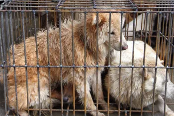 Dogs awaiting slaughter at Yulin 