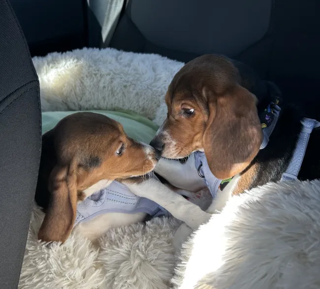 Two beagle puppies touch noses in the back of a car after being rescued from a research laboratory